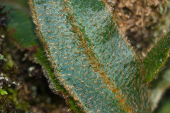 Elaphoglossum paleaceum