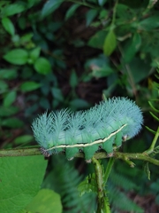 Automeris