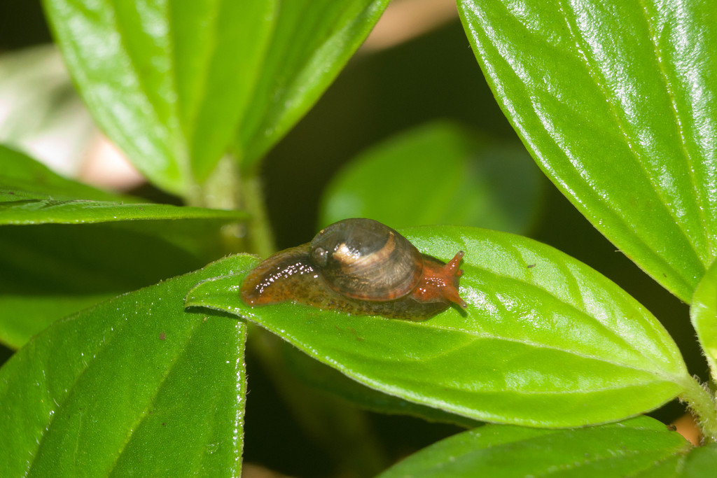 Catinella rotundata