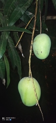 Mangifera indica