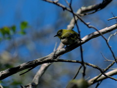 Zosterops japonicus