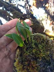 Elaphoglossum wawrae