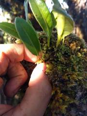 Elaphoglossum wawrae