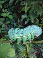 Automeris