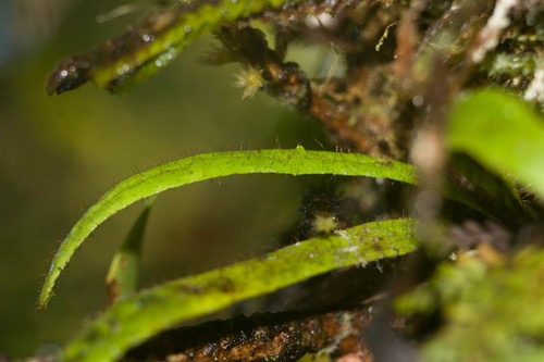 Oreogrammitis hookeri