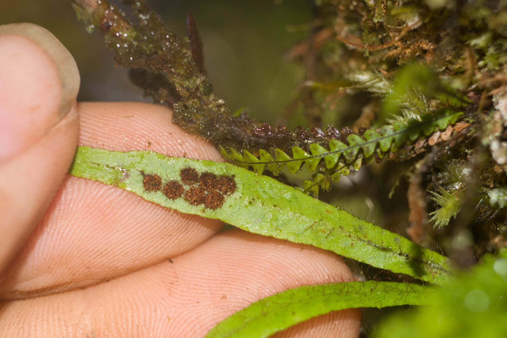 Oreogrammitis hookeri