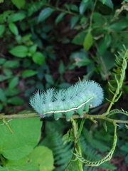 Automeris