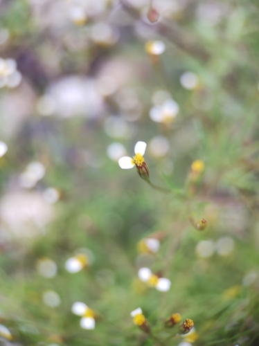 Image of Tagetes micrantha by (c) Diana Fuentes, some rights reserved (CC BY-SA)