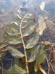 Potamogeton × nitens