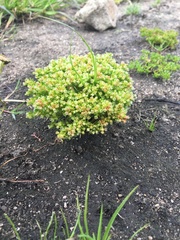 Crassula decumbens