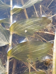 Potamogeton × nitens