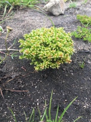 Crassula decumbens
