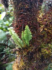 Adenophorus tamariscinus