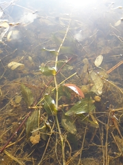 Potamogeton × nitens
