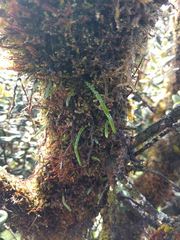 Stenogrammitis saffordii