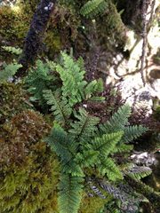 Adenophorus tamariscinus