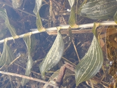 Potamogeton × nitens