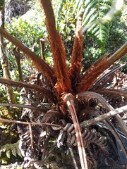 Cibotium glaucum