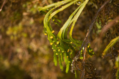 Psilotum complanatum