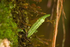 Stenogrammitis saffordii