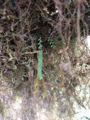 Adenophorus tamariscinus