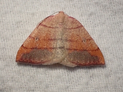 Drepanulatrix carnearia