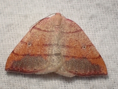 Drepanulatrix carnearia