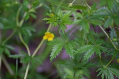 Potentilla erecta