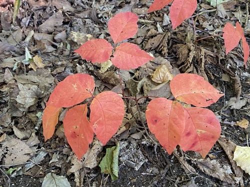 Toxicodendron orientale (Toxicodendron orientale)