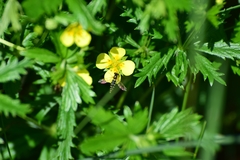Potentilla erecta