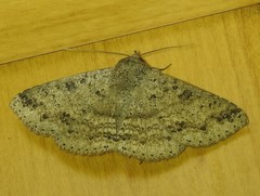 Ericeia sobria