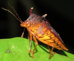 Taurocerus edessoides