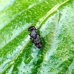 Discomyza maculipennis