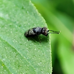 Discomyza maculipennis