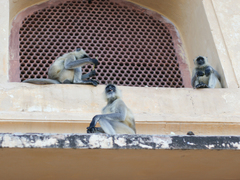 Semnopithecus entellus