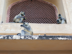 Semnopithecus entellus