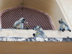 Semnopithecus entellus