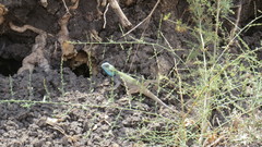 Acanthocercus atricollis