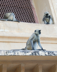 Semnopithecus entellus