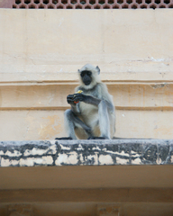 Semnopithecus entellus