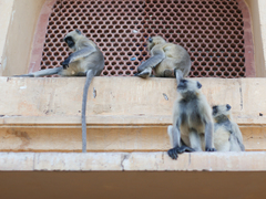 Semnopithecus entellus