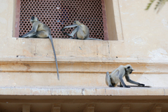 Semnopithecus entellus