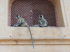 Semnopithecus entellus