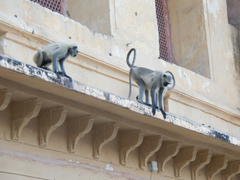 Semnopithecus entellus