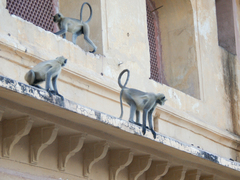 Semnopithecus entellus