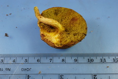 Xerocomus illudens