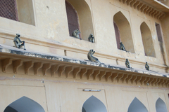 Semnopithecus entellus