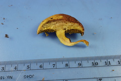 Xerocomus illudens