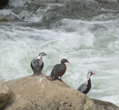 Merganetta armata armata