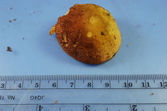 Xerocomus illudens
